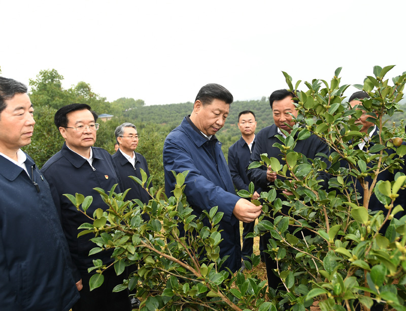 　　9月16日至18日，中共中央總書(shū)記、國(guó)家主席、中央軍委主席習(xí)近平在河南考察。這是17日上午，習(xí)近平來(lái)到信陽(yáng)市光山縣槐店鄉(xiāng)司馬光油茶園，實(shí)地察看油茶樹(shù)種植和掛果情況。新華社記者 謝環(huán)馳 攝